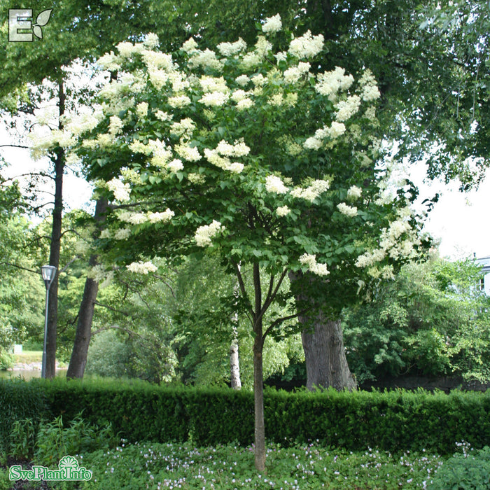 Syringa reticulata fk 'Enskede' E C5