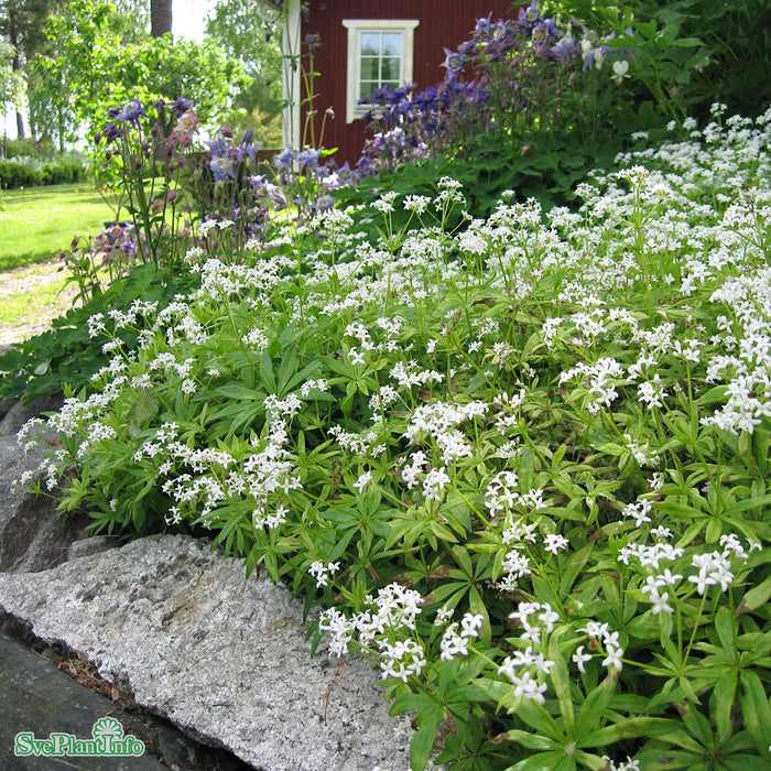 Galium odoratum A-kval