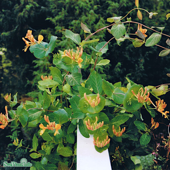 Lonicera x tellmanniana A-kval C2