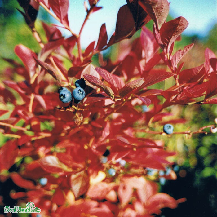 Vaccinium corymbosum 'Goldtraube' Solitär C12 60-100cm