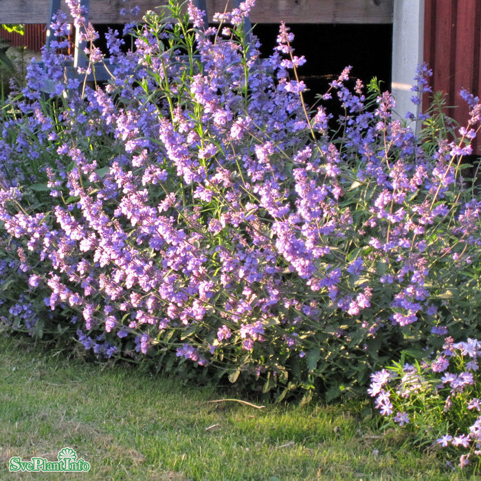 Nepeta faassenii 'Walker's Low' A-kval