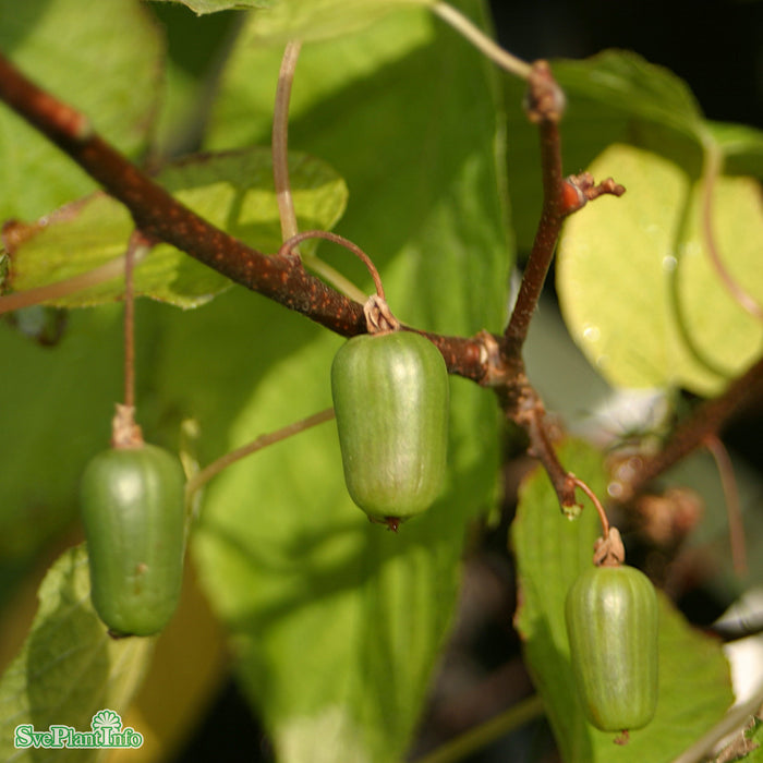 Actinidia 'Issai' C2 40-60cm
