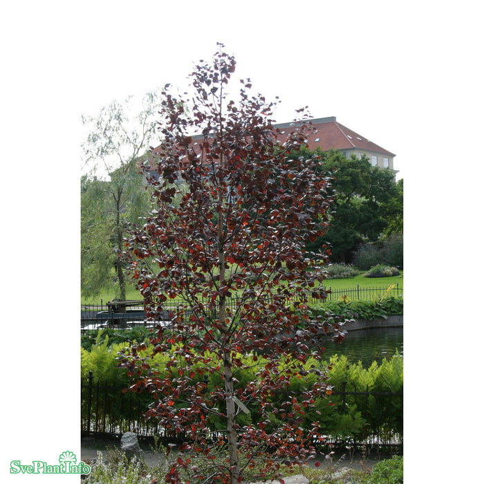 Betula pubescens 'Rubra' Ungträd 150-200cm Co