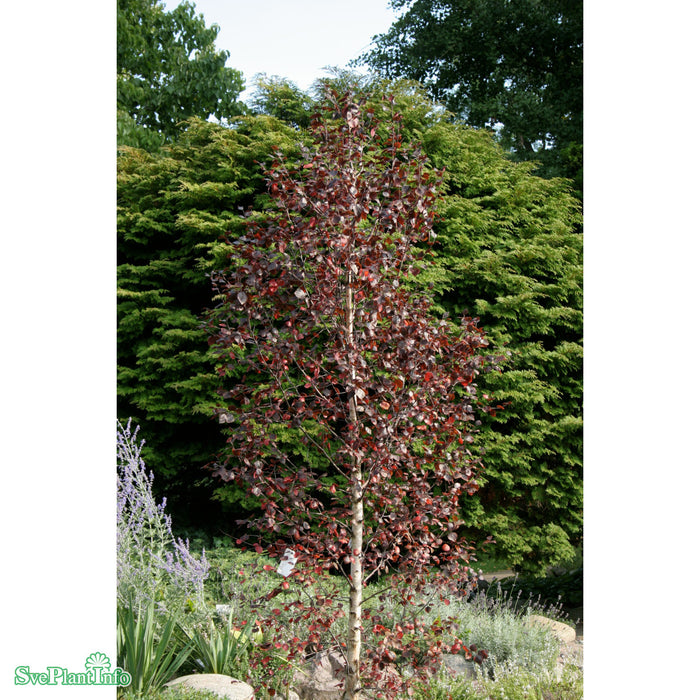 Betula pubescens 'Rubra' Ungträd 150-200cm Co