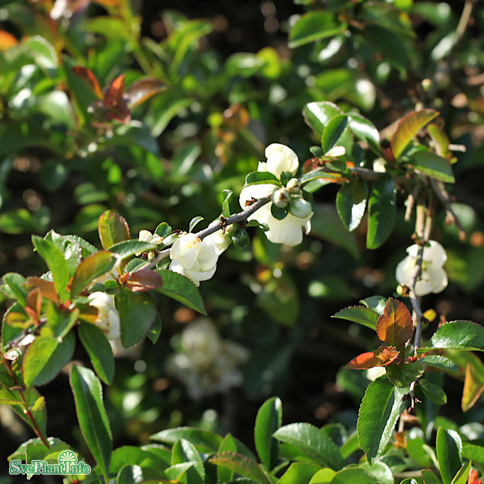 Chaenomeles x superba 'Jet Trail' Busk C4,5