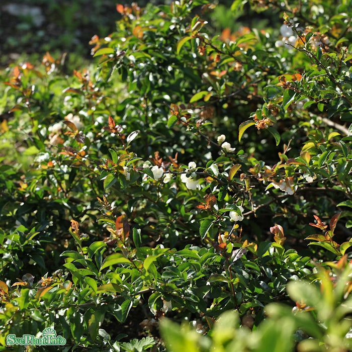 Chaenomeles x superba 'Jet Trail' Busk C4,5