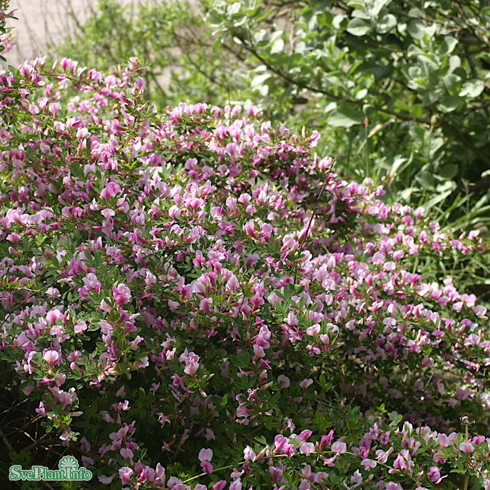 Cytisus purpureus C2