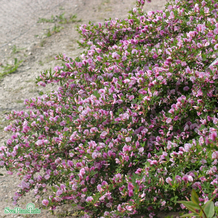 Cytisus purpureus C2