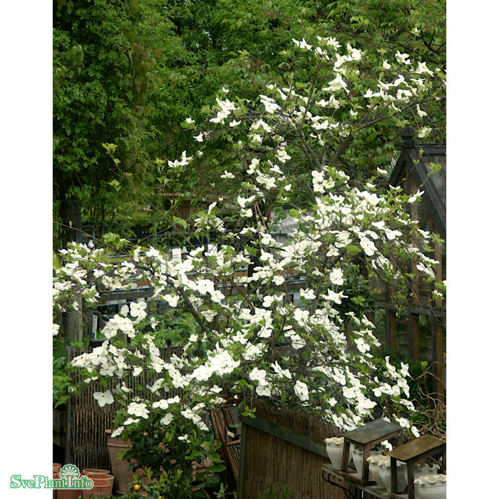 Cornus 'Eddie's White Wonder' Solitär C50 175-200cm