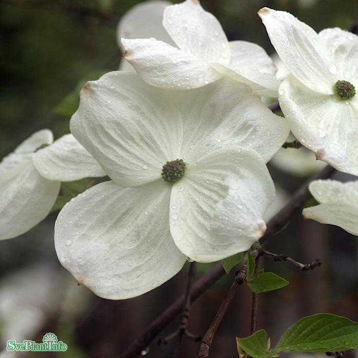 Cornus 'Eddie's White Wonder' Solitär C50 175-200cm