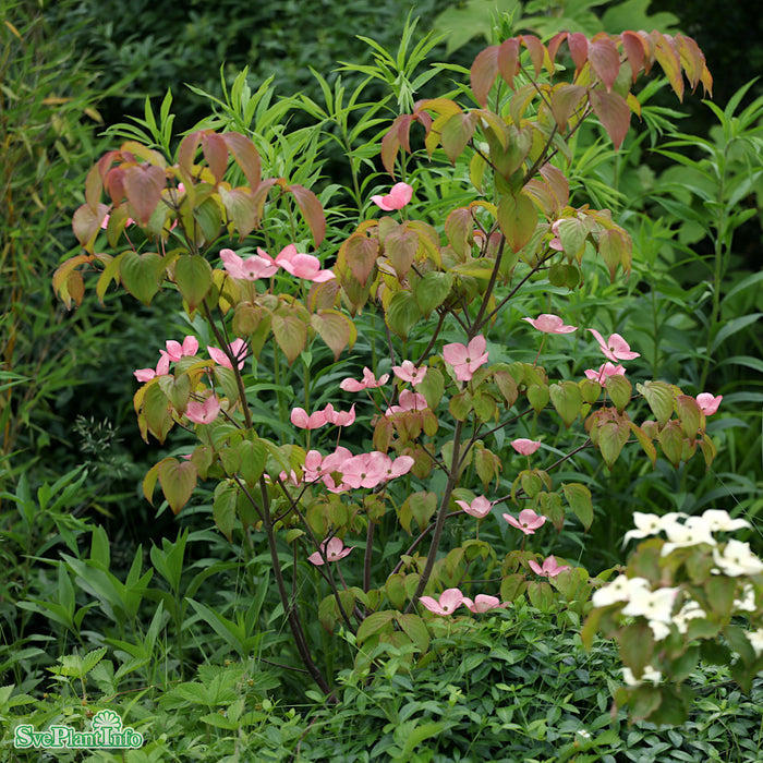 Cornus kousa 'Satomi' 80-100 cm C7,5