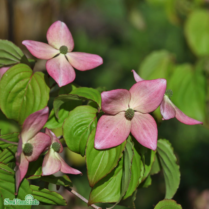Cornus kousa 'Satomi' 80-100 cm C7,5