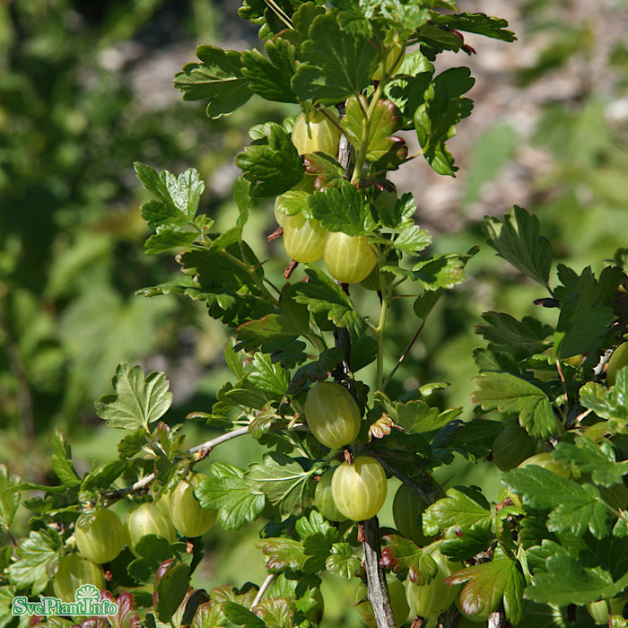 Ribes (Grossularia) Hinnonmäki Gul Solitär C15