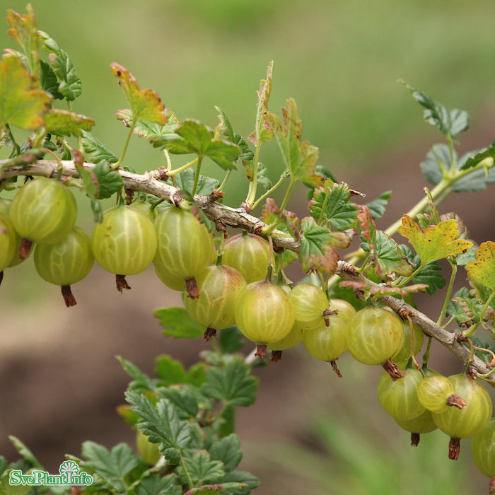 Ribes (Grossularia) 'Jacob' Busk C3,5