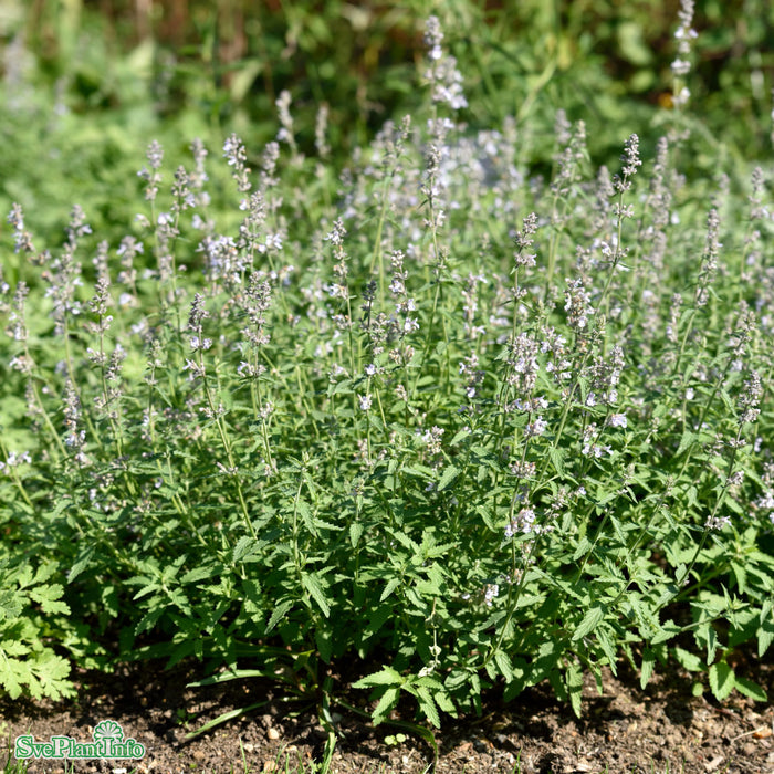 Clinopodium nepeta A-kval C2