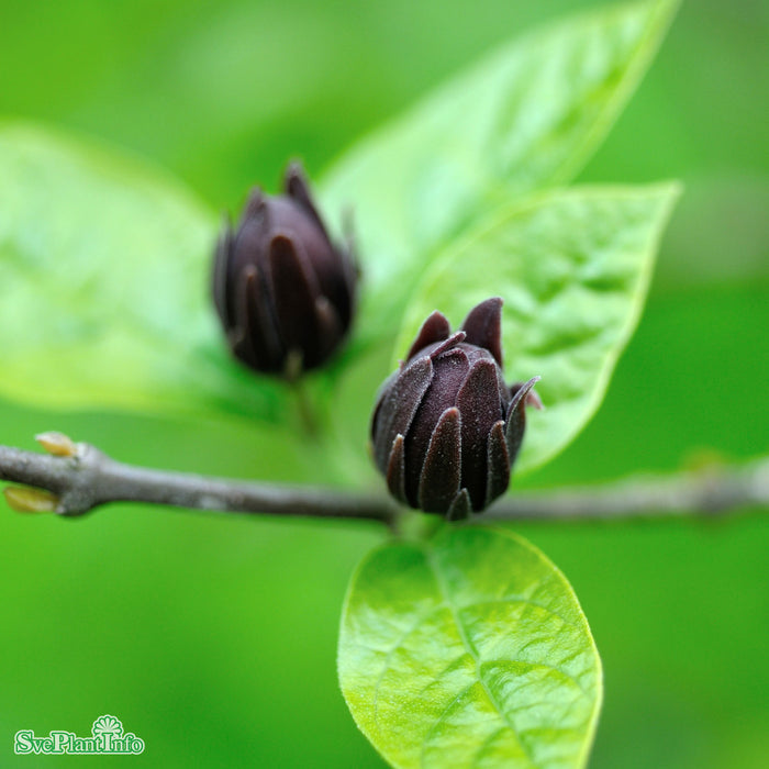 Calycanthus floridus