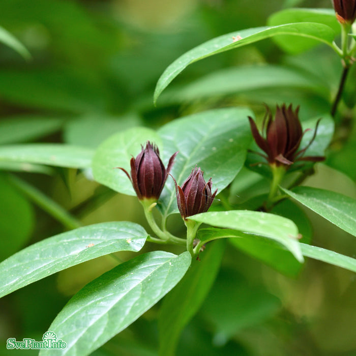 Calycanthus floridus var. glaucus C20 125-150cm
