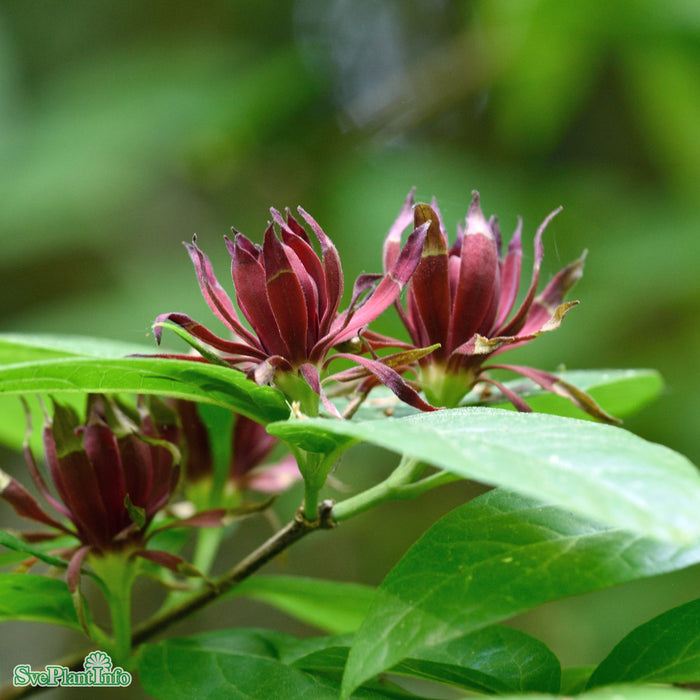 Calycanthus floridus var. glaucus C20 125-150cm