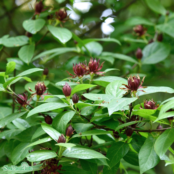 Calycanthus floridus var. glaucus C20 125-150cm