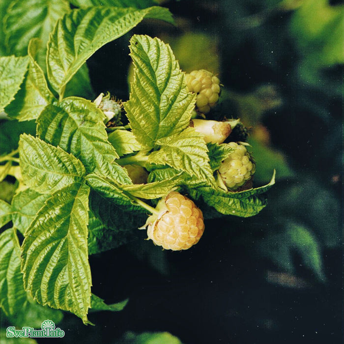 Rubus (Hallon) 'Golden Queen'  (cert) A-kval  C2