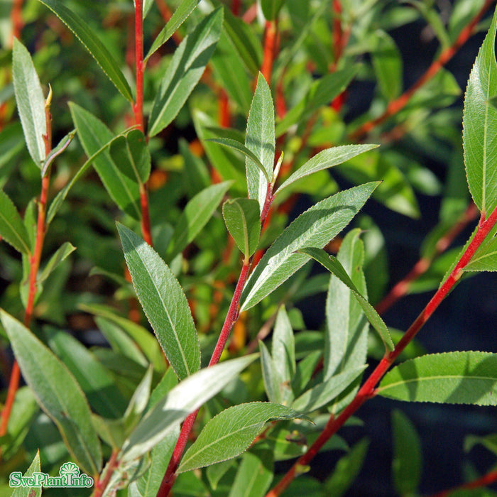 Salix x fragilis f. vit. 'Vinterglöd' E Ungträd 150-200cm Co