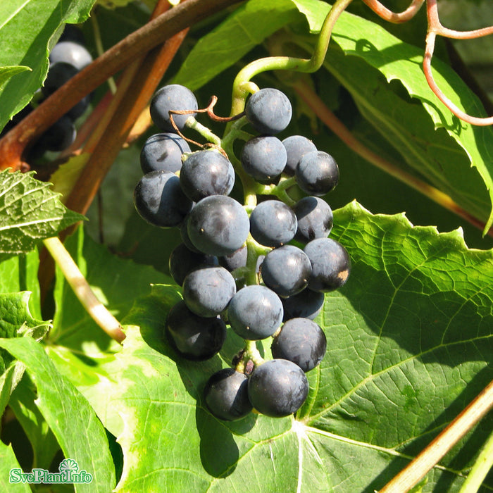 Vitis (Labrusca) 'Zilga' A-kval C5