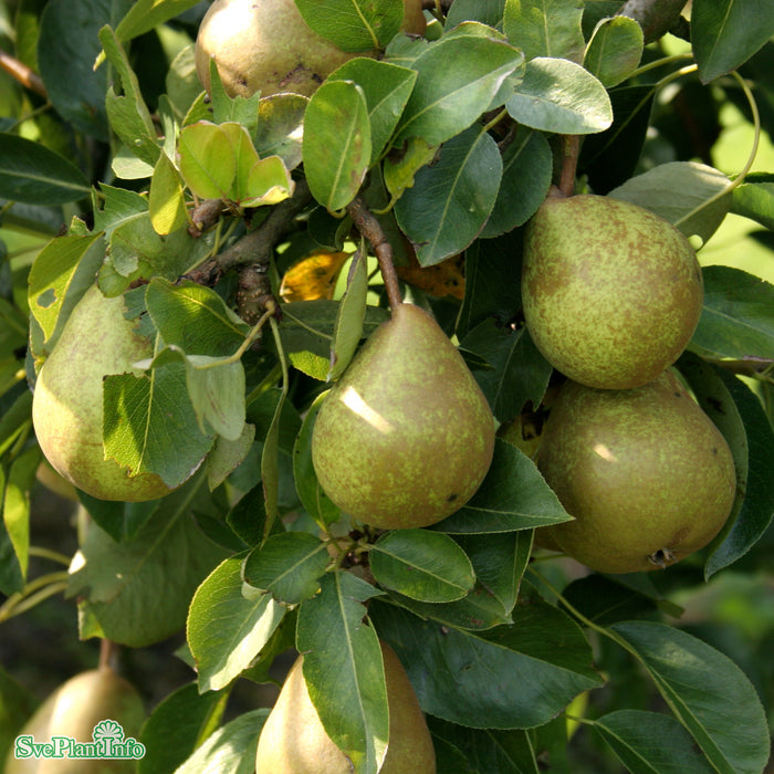 Pyrus communis 'Williams' Stam Kl So 12-14