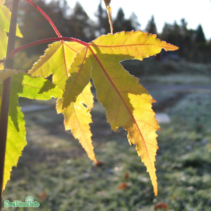 Acer tataricum ssp. ginnala C20 150-200cm