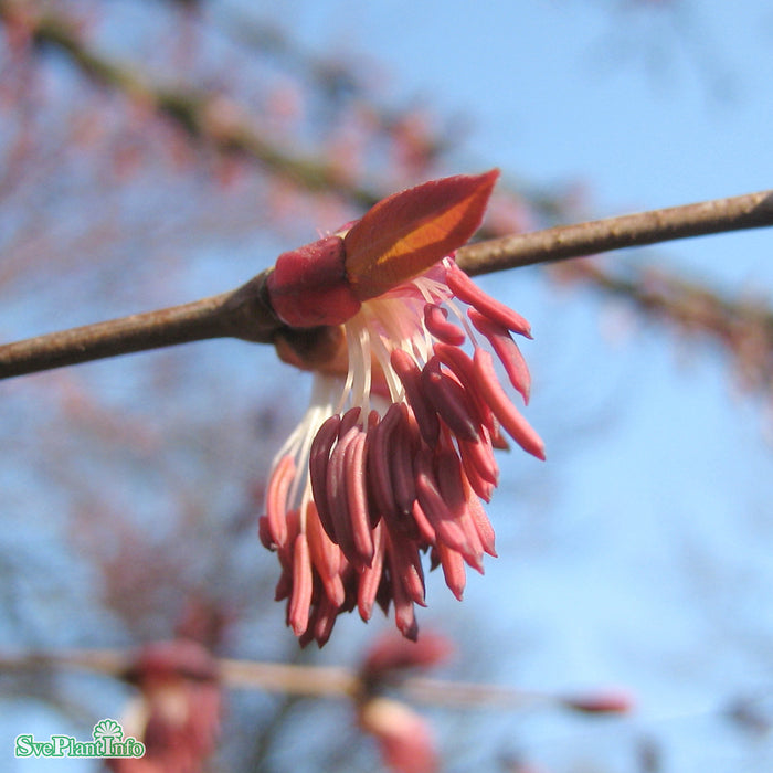 Cercidiphyllum japonicum Högstam C37 So 8-10