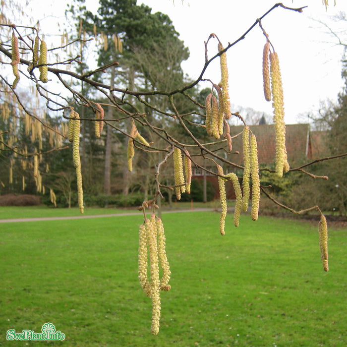 Corylus avellana Co 150-200cm