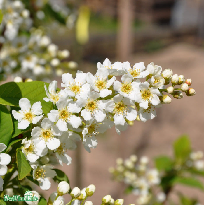 Prunus padus ssp. borealis 'Laila' E Busk C5