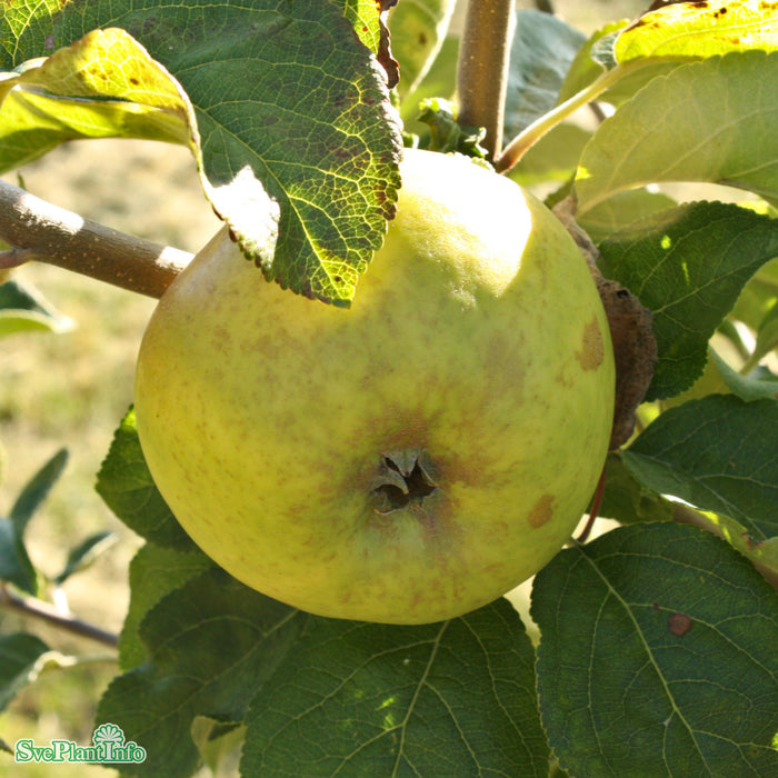 Malus domestica 'Oranie' E A2 Ompl. 5-6 år K