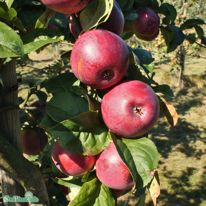 Malus domestica 'Rödluvan' E A2 Stam 2-års A-kval Co