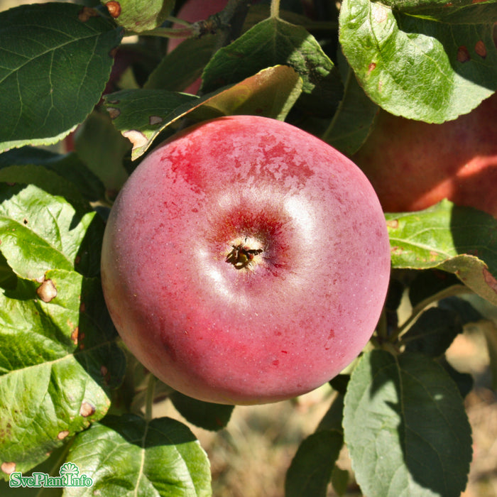 Malus domestica 'Rödluvan' E A2 Stam 2-års A-kval Co