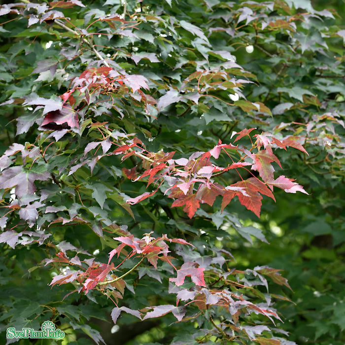 Acer rubrum 'Brandywine' Solitär Kl 250-300cm