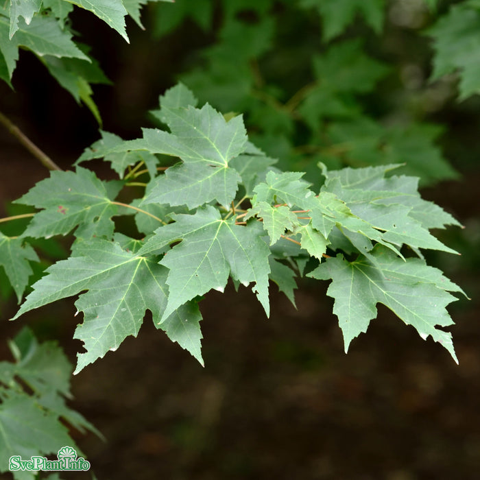 Acer rubrum 'Brandywine' Solitär Kl 250-300cm