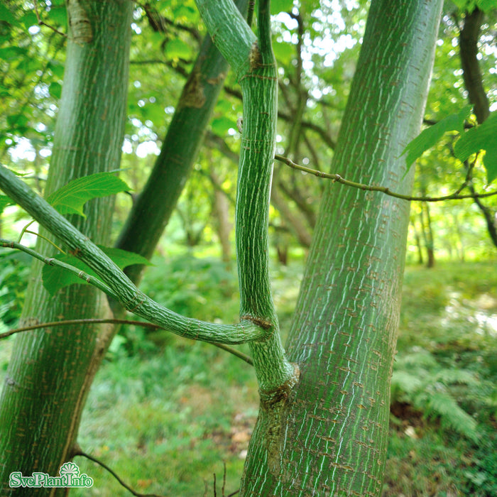 Acer tegmentosum FK JOUTSA Ungträd 200-250 C30