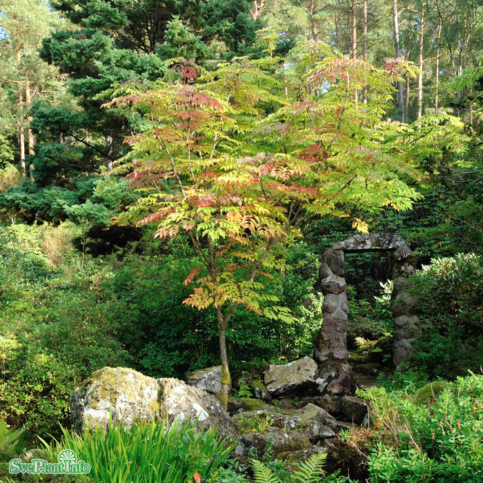 Aralia elata Solitär C20 100-125cm