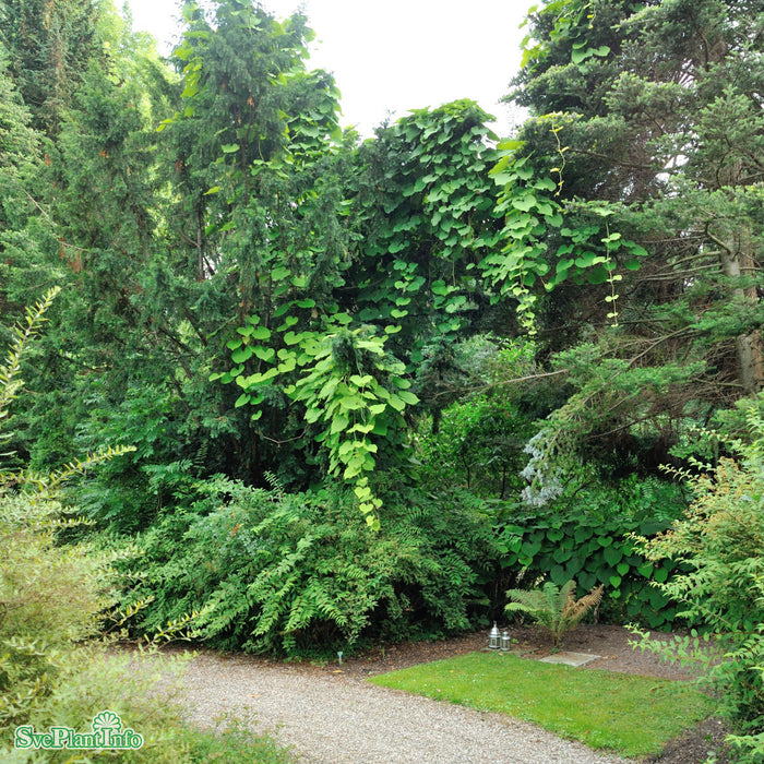 Aristolochia macrophylla 125-150 cm C5