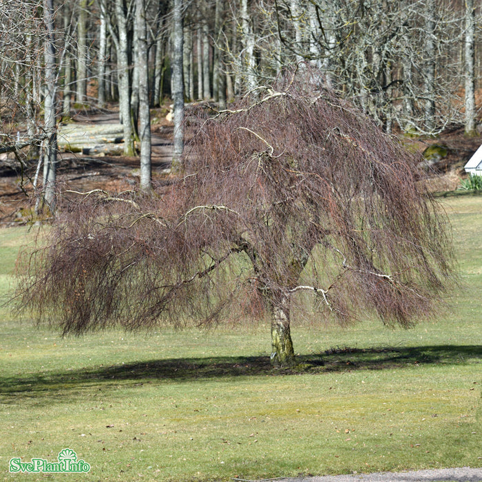 Betula pendula 'Youngii' Stam C30 200cm So 8-10