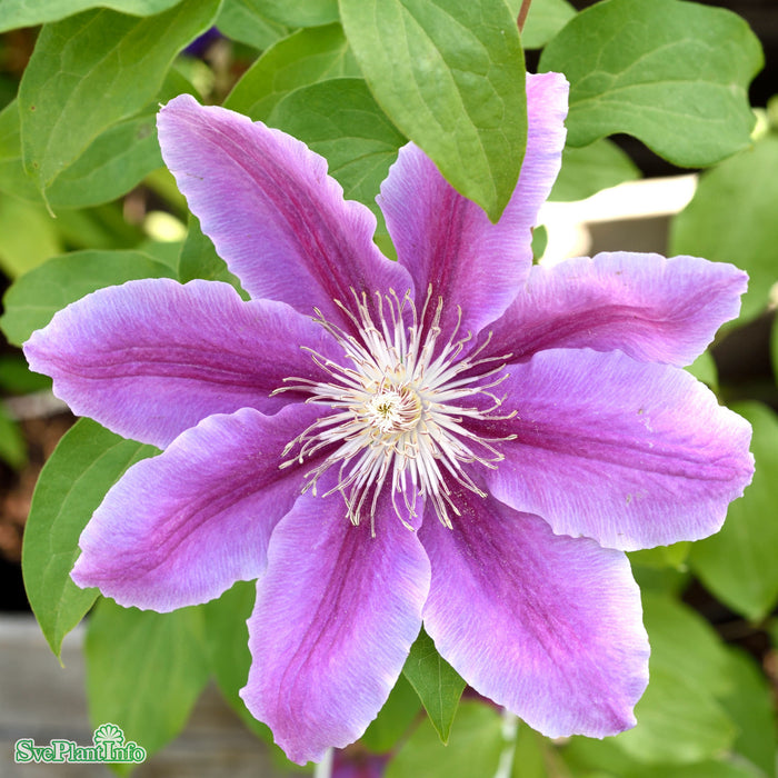 Clematis 'Dr. Ruppel' C2