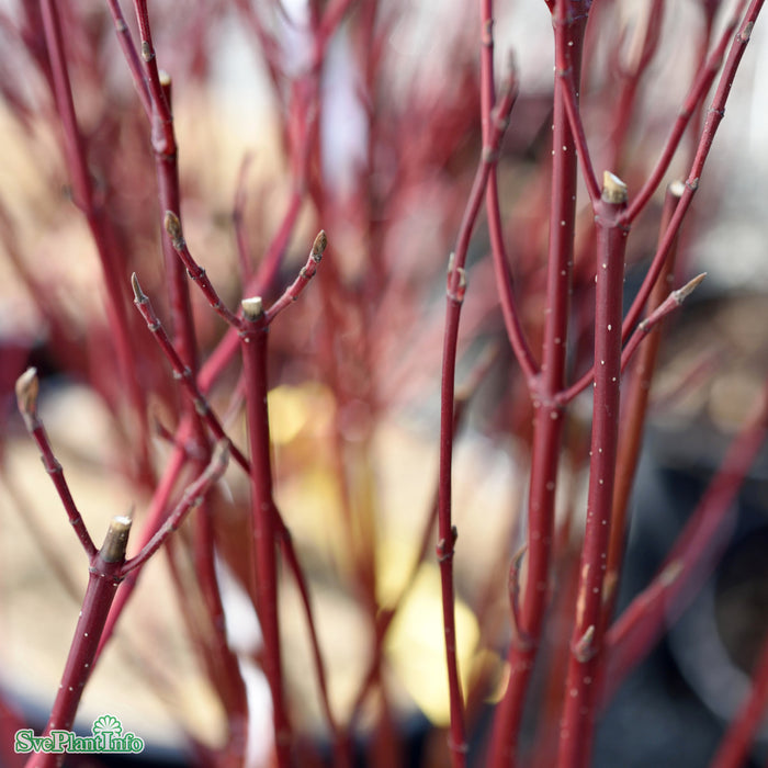 Cornus alba Ivory Halo Solitär 80-100cm Co