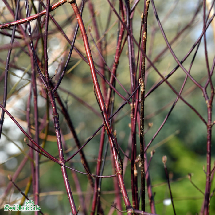 Cornus alba 'Kesselringii' Busk C6,5 60-80cm