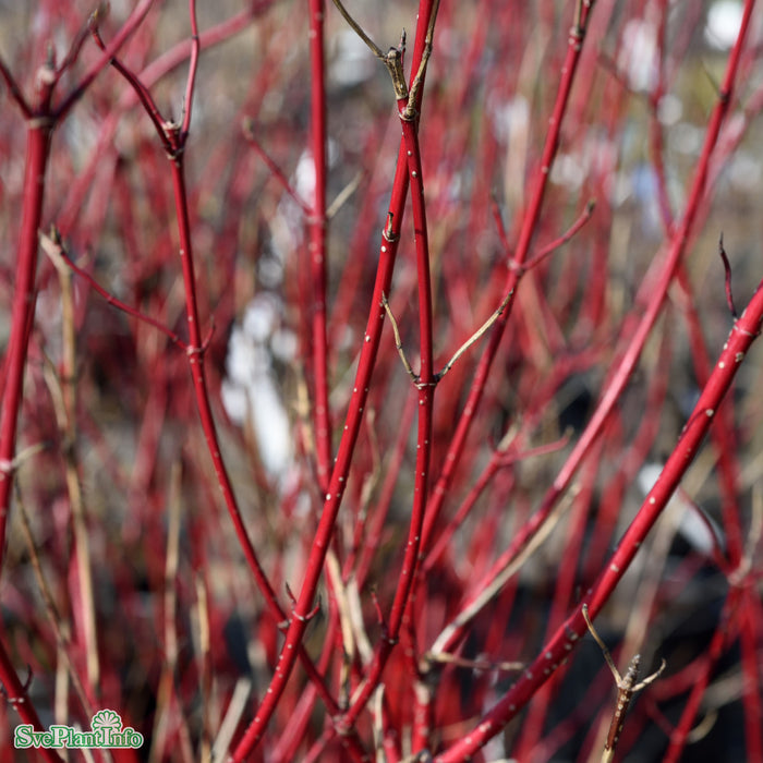 Cornus alba 'Sibirica' Busk C4,6