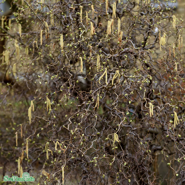 Corylus avellana 'Contorta' Stam C18 80cm