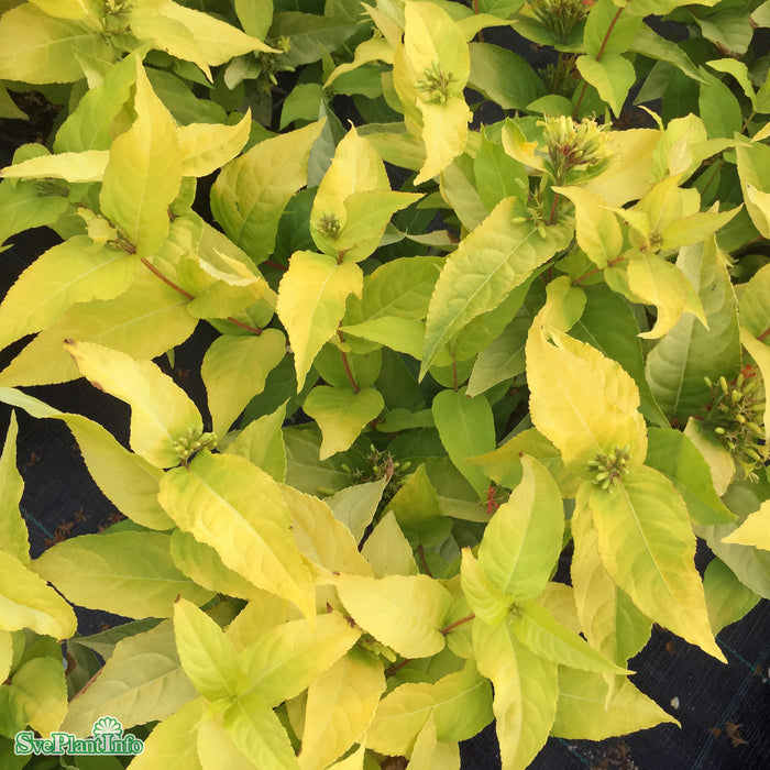 Diervilla rivularis 'Honeybee' Busk C5 40-60cm