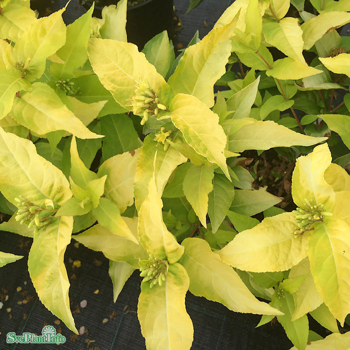 Diervilla rivularis 'Honeybee' Busk C5 40-60cm