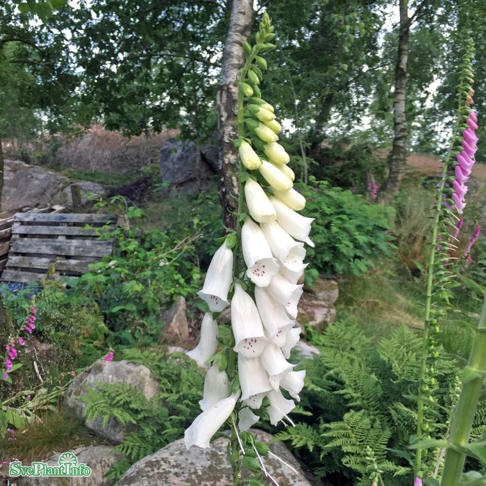 Digitalis purpurea 'Alba' A-kval