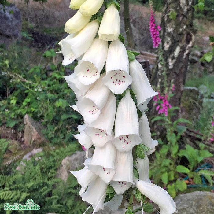 Digitalis purpurea 'Alba' A-kval