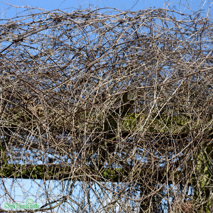 Fallopia baldschuanica C20 175-200cm